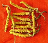 cordyceps-sinensis-dried1-300x275